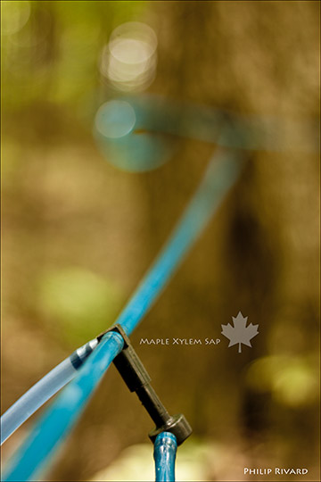 Maple