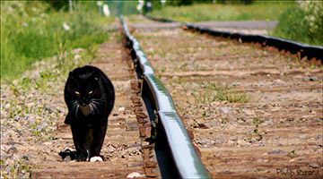 Runaway cat