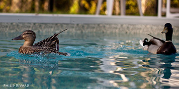 Swiming pool intrusion