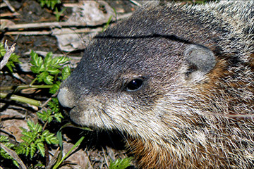 Marmotte