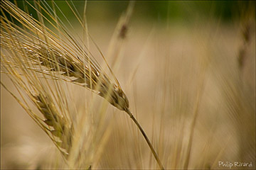 Blé