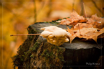 Champignon d'automne