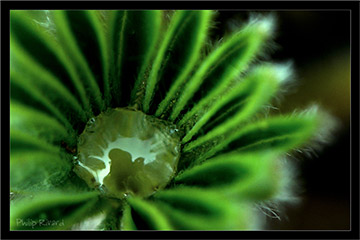 Fleur chateau d'eau