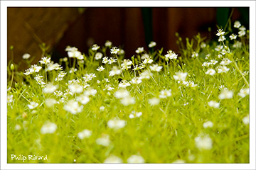 Fleur des anges