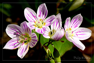 Fleurs