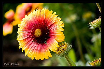 Gaillarde