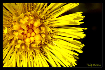 Jaune