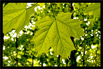 Maple Leaf