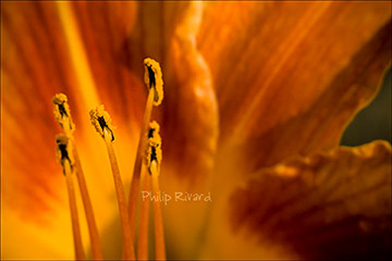 Stamens