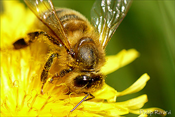 Butinerie