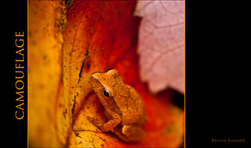 Camouflage