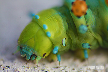 Caterpillar