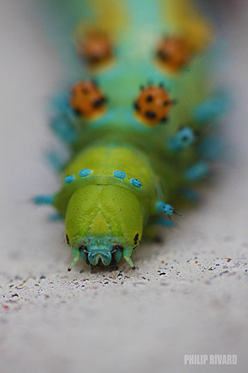 Caterpillar