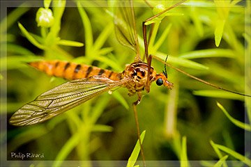 Crane Fly