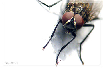 Fly