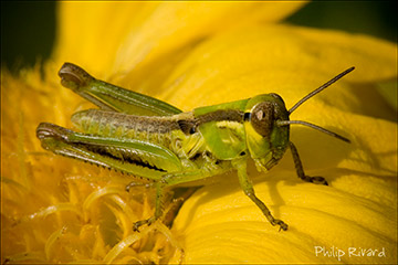Grass Hopper