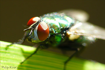 Green Bottle Fly