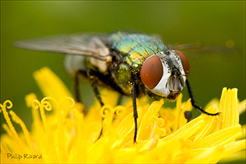Green Bottle Fly