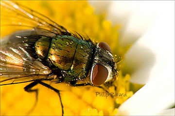 Hairy Green Bottle Fly