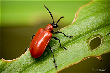 Lilioceris