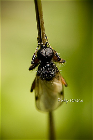 Little Fly