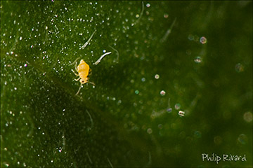 So small life