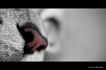 Cat Nose