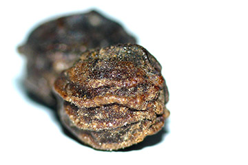 Grain de Poivre